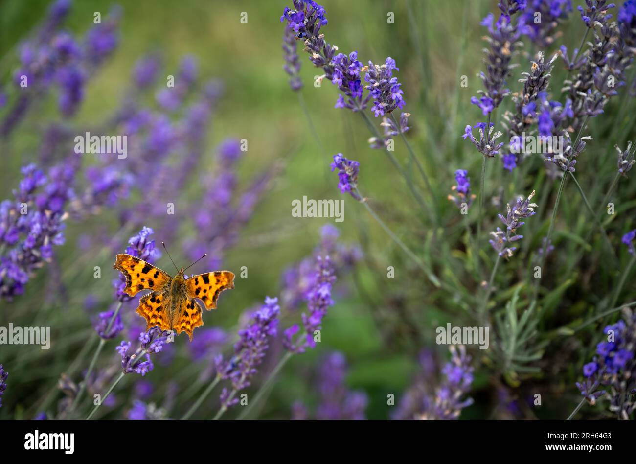 Primo piano di una farfalla d'arancia su una pianta di lavanda in un campo. Fiori viola con un insetto. Orientamento orizzontale senza cielo. Foto Stock