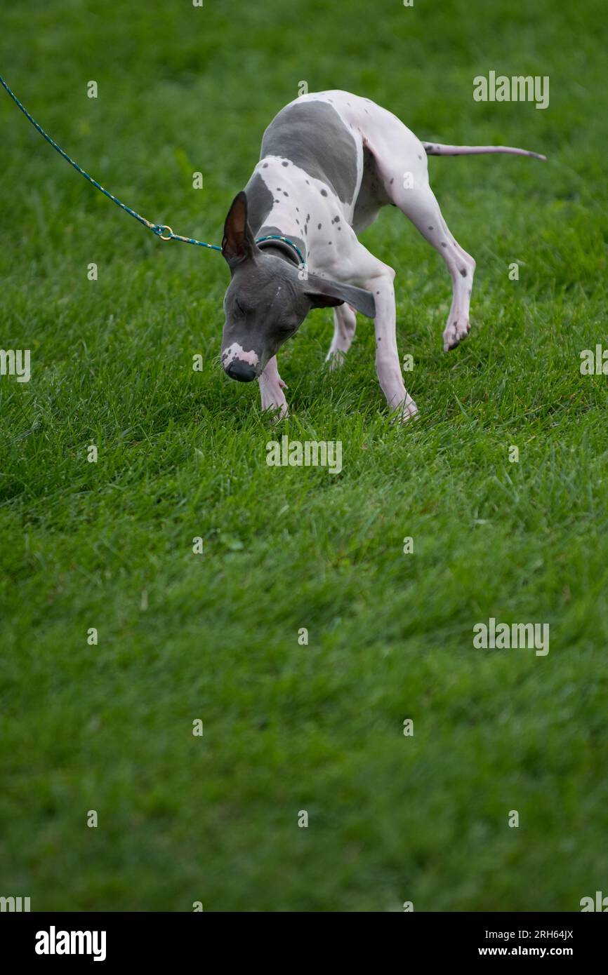 American Glabre Terrier Foto Stock