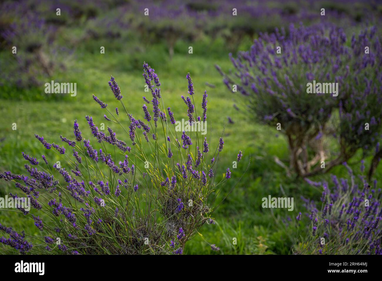 Piante di lavanda in un campo. Fiori viola con erba verde. Orientamento orizzontale senza cielo. Foto Stock