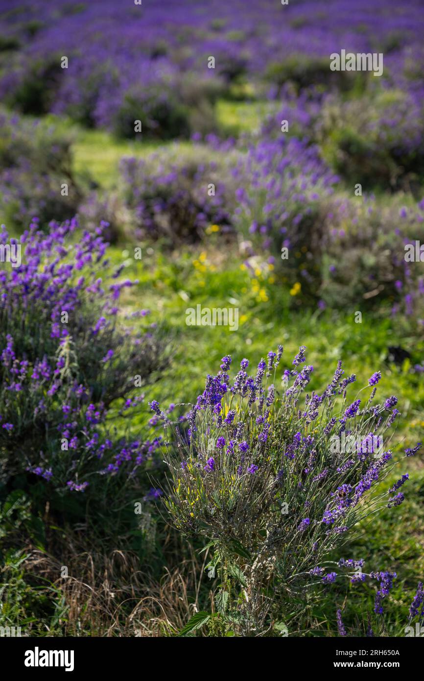 Piante di lavanda in un campo. Fiori viola con erba verde. Orientamento verticale senza cielo. Foto Stock