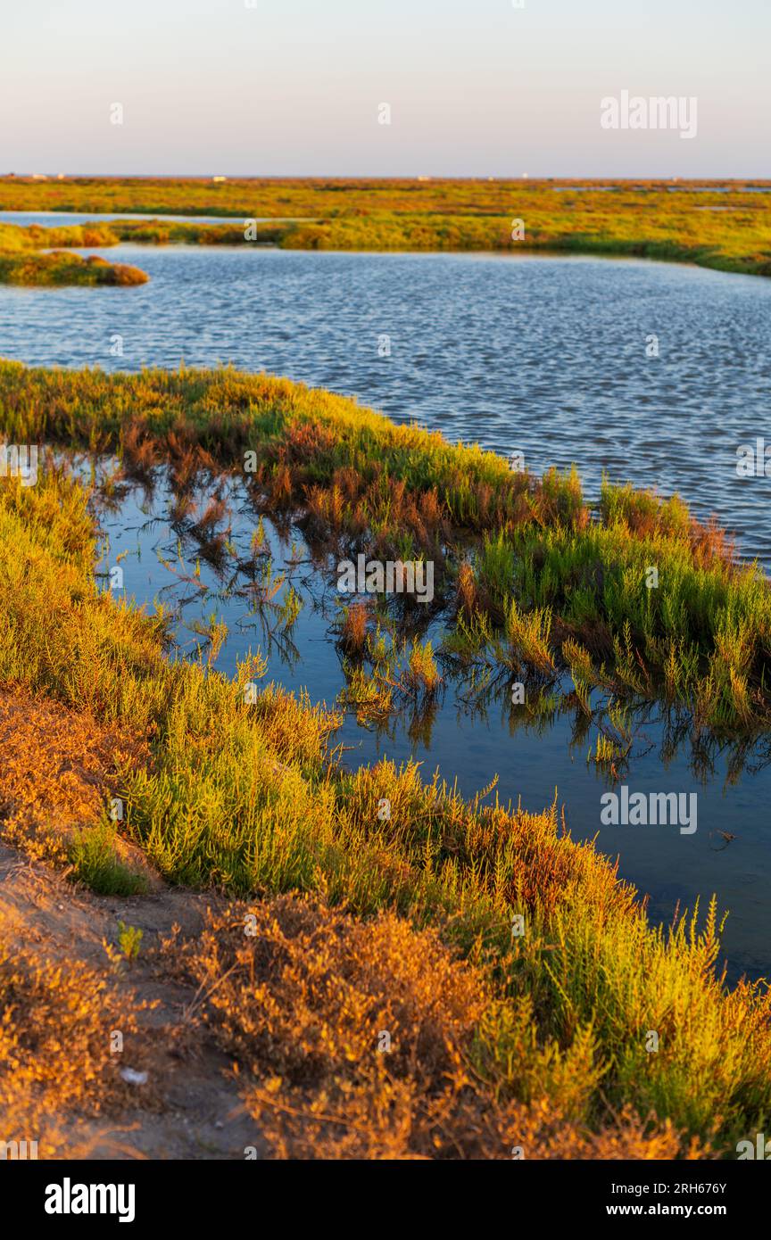 Delta dell'Ebro, regione del delta del fiume Ebro a sud-ovest della provincia di Tarragona, Catalogna, Spagna Foto Stock