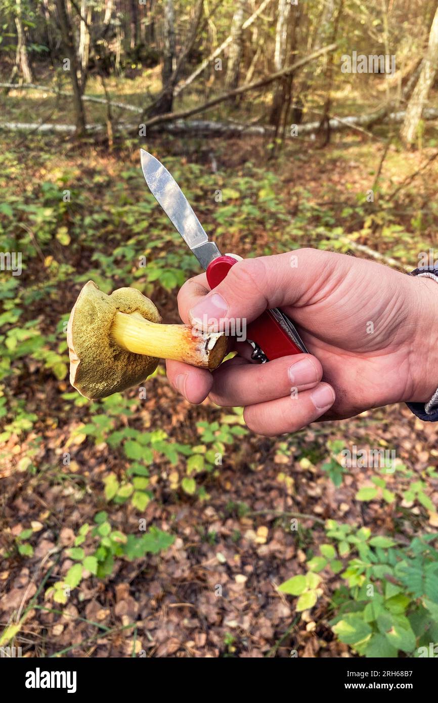 Tenere a mano il delizioso fungo fresco. Raccolta di funghi forestali. Foresta autunnale. Foto Stock