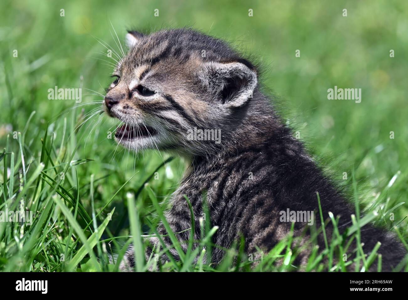 Adorabile giovane gattino grigio che si infiltra in una lussureggiante erba verde in una giornata di sole, chiamando la mamma Foto Stock