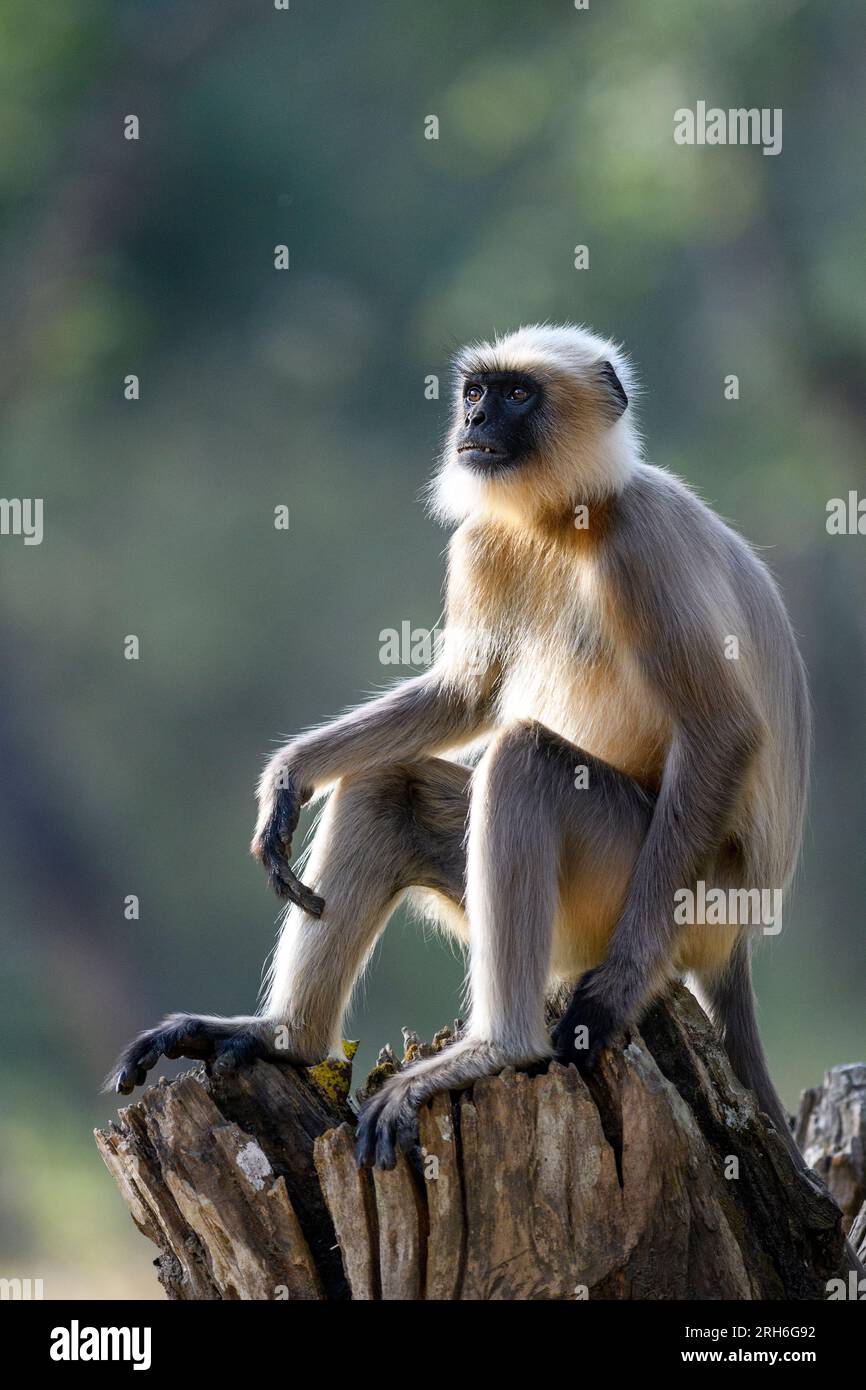 Scimmia grigia langur (Semnopithecus dussumieri) dalla riserva della Tigre di Nagarahole, India meridionale. Foto Stock