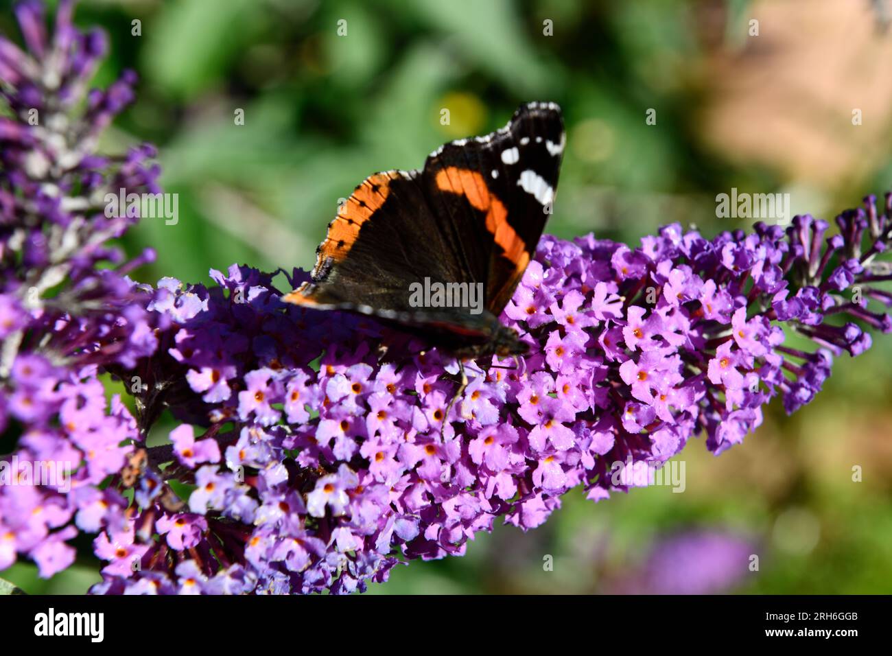 Farfalla Ammiraglio Rossa (Vanessa atalanta) su fiore buddleia (Buddleja) Foto Stock