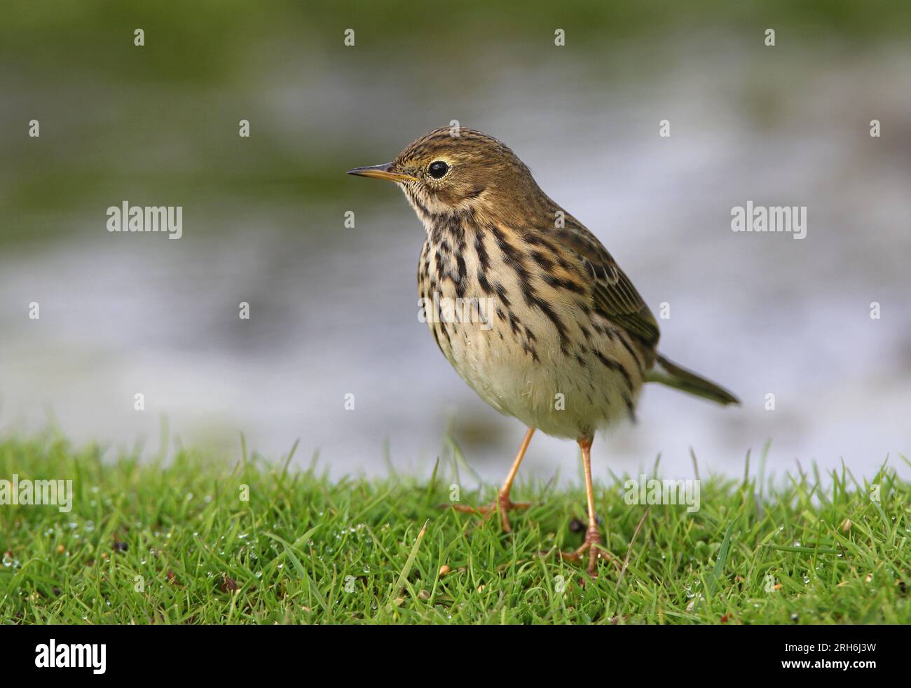 Meadow Pipit (Anthus pratensis) adulto in piedi sul bordo delle acque di Eccles-on-Sea, Norfolk, Regno Unito. Ottobre Foto Stock