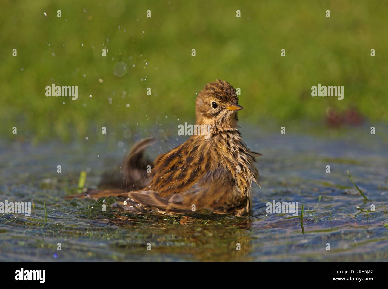 Meadow Pipit (Anthus pratensis) adulti che fanno il bagno nello stagno Eccles-on-Sea, Norfolk, Regno Unito. Settembre Foto Stock