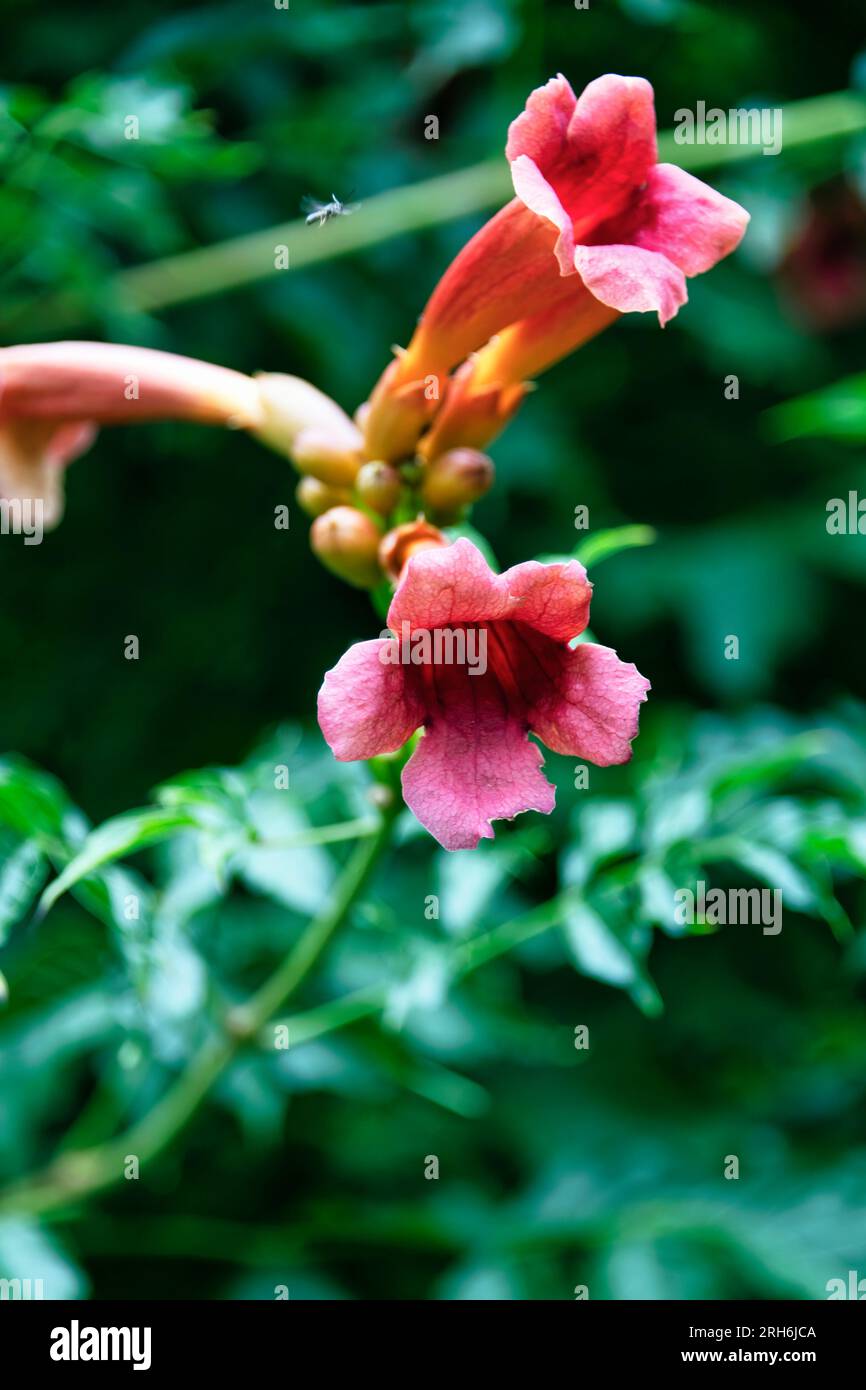 Blüten der Jasmintrompete Foto Stock
