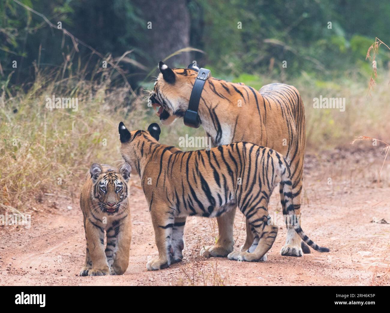 Tigre dal bosco dell'India Foto Stock