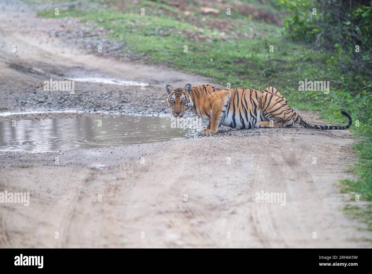 Tigre dal bosco dell'India Foto Stock