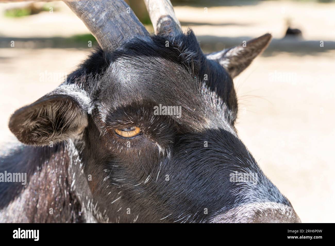 Testa di capra pigmea con pelliccia nera Foto Stock