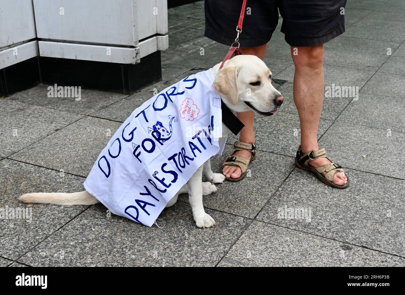 Londra, Regno Unito. Il Junior Doctors Strike, il quarto giorno dell'ultimo walkout, ha ricevuto il sostegno canino da "Dogtors for Pay Restoration". La campagna della British Medical Association per un aumento salariale del 35 per cento è stata denunciata dal Segretario della Sanità Steve Barclay, che sostiene che avrebbe alimentato l'inflazione. University College Hospital, Camden. Crediti: michael melia/Alamy Live News Foto Stock