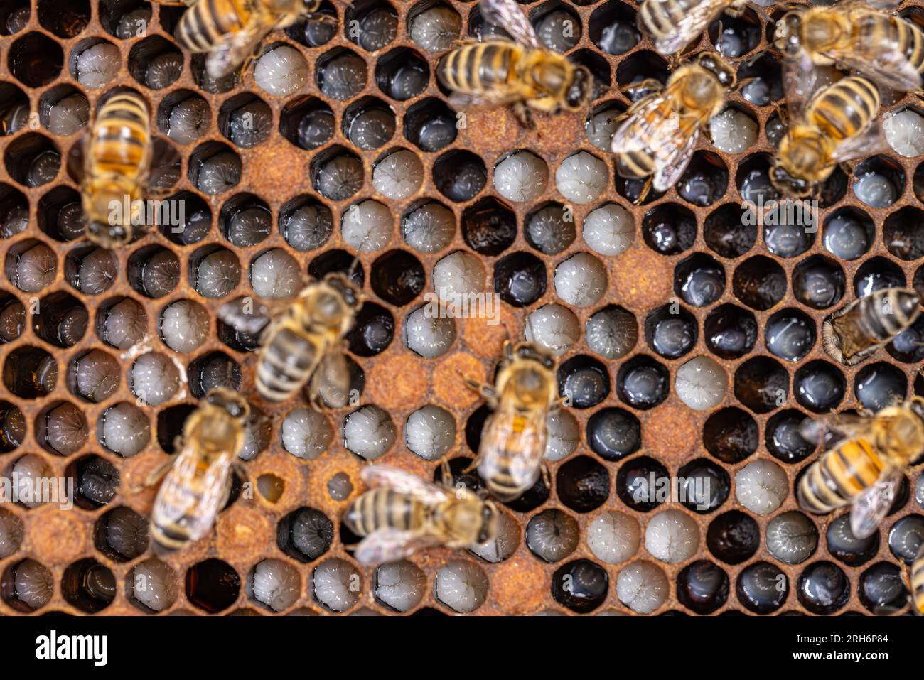 Api che si prendono cura della larva delle api nelle cellule di covata Foto Stock