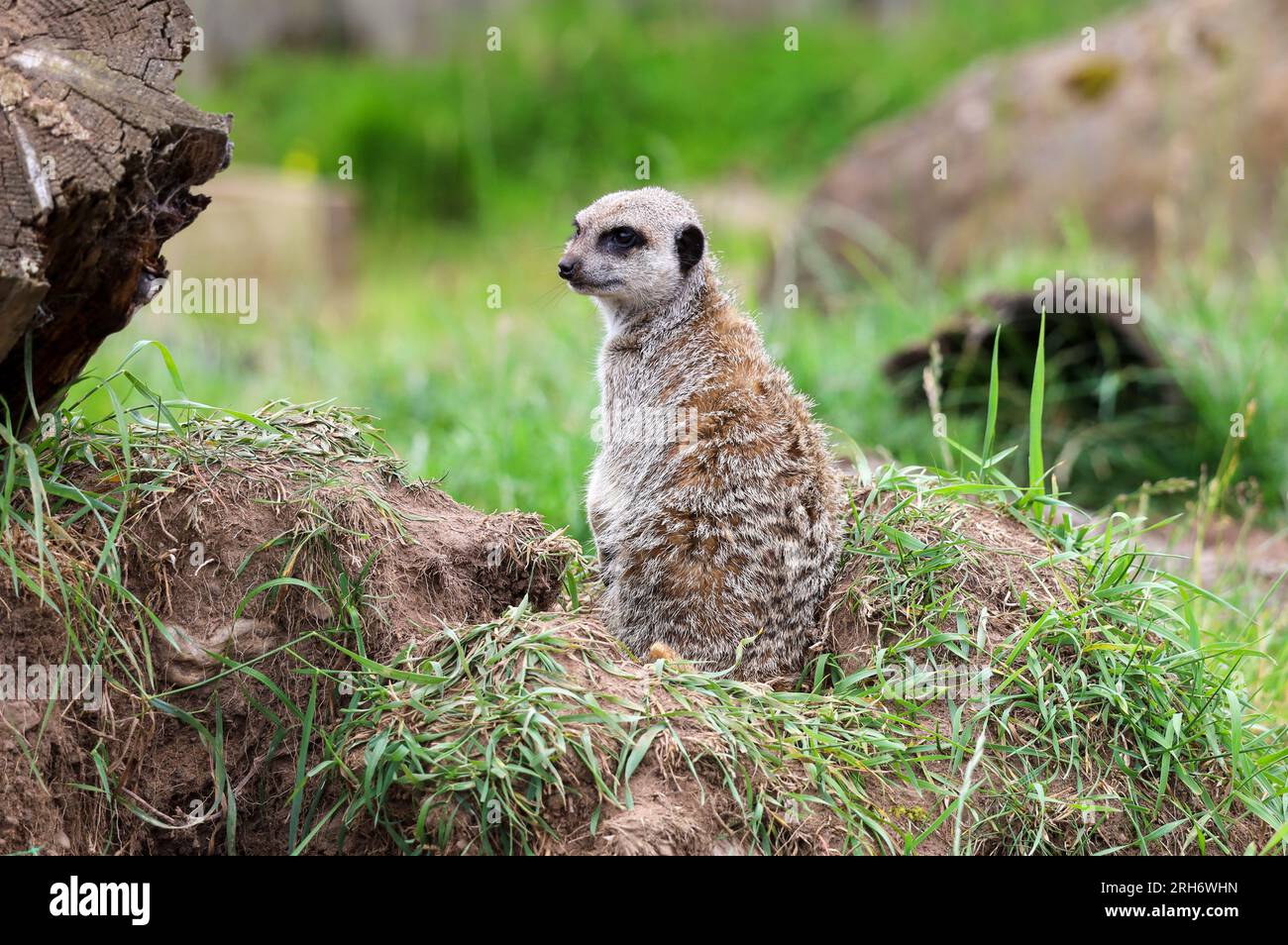 Meerkat sottile con estremità in contenitore Foto Stock
