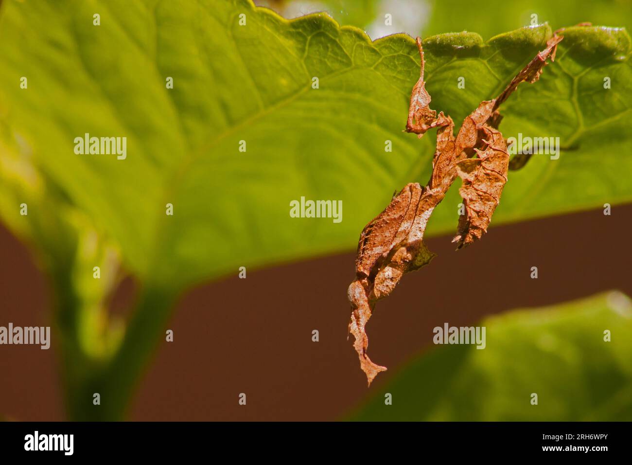 Ghost mantis Phyllocrania paradoxa 13365 Foto Stock