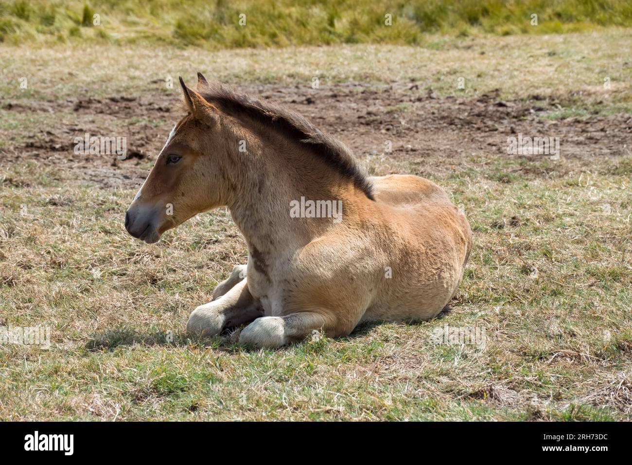 New Forest Pony Foal a Lymington e Keyhaven Marshes Nature Reserve Hampshire, Inghilterra Foto Stock