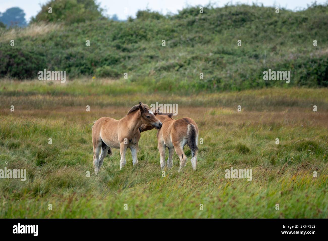 New Forest Pony Fals a Lymington e Keyhaven Marshes Nature Reserve Hampshire, Inghilterra Foto Stock