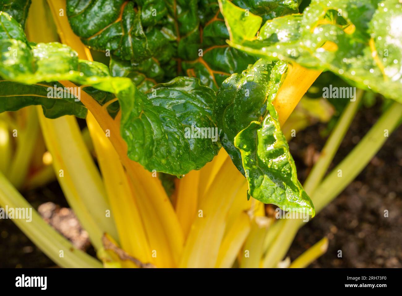 frutteto svizzero che cresce a dunham massey Foto Stock