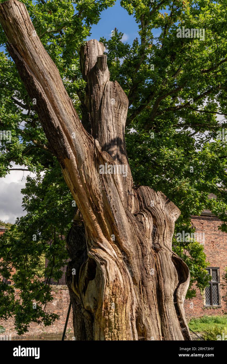 Antica quercia a dunham massey Foto Stock