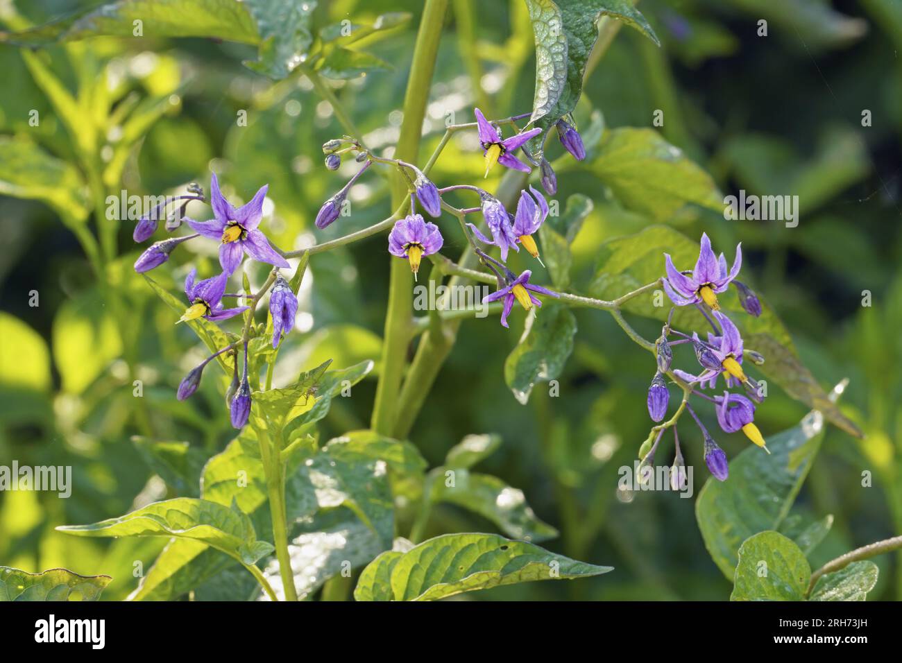 Dolce amaro o amaro ombra di notte, dettaglio di una pianta rampicante in piena fioritura, Solanum dulcamara, Solanaceae Foto Stock