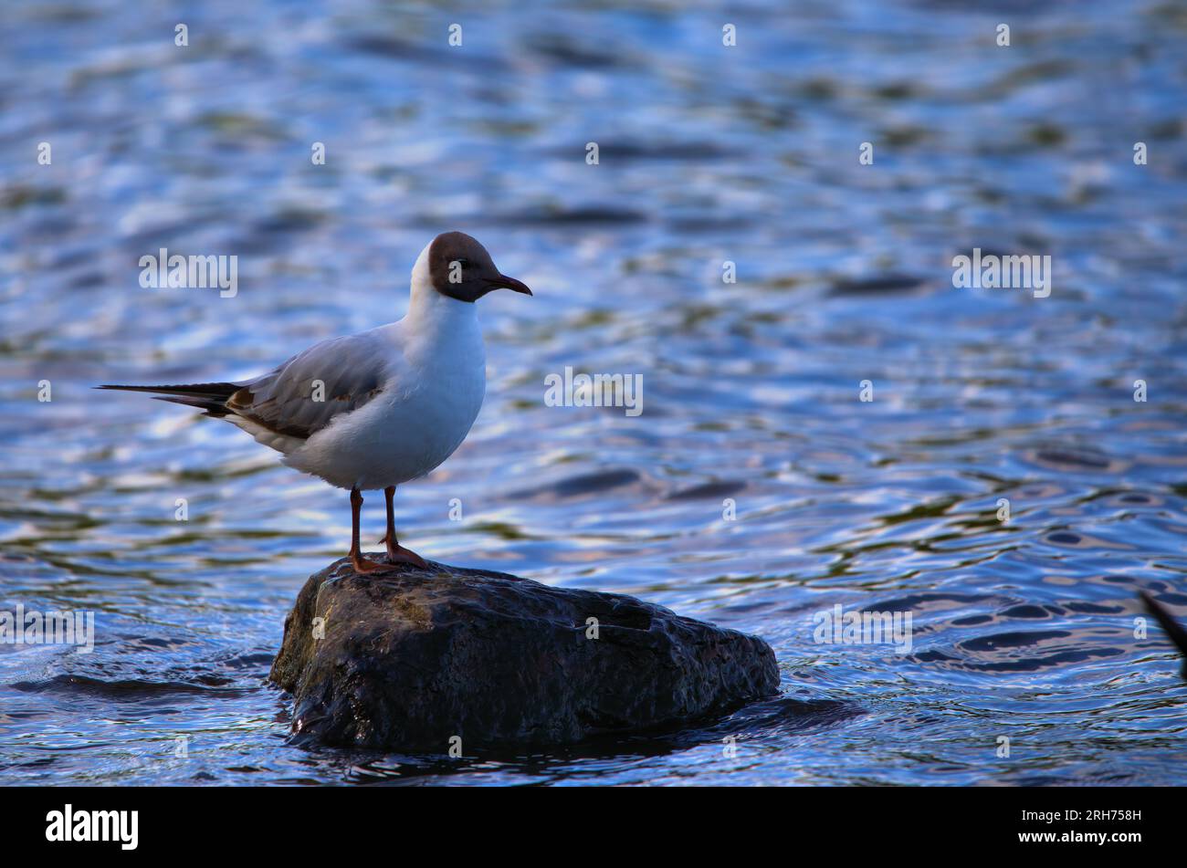 Gabbiano dalla testa nera in piedi su una roccia in uno stagno Foto Stock