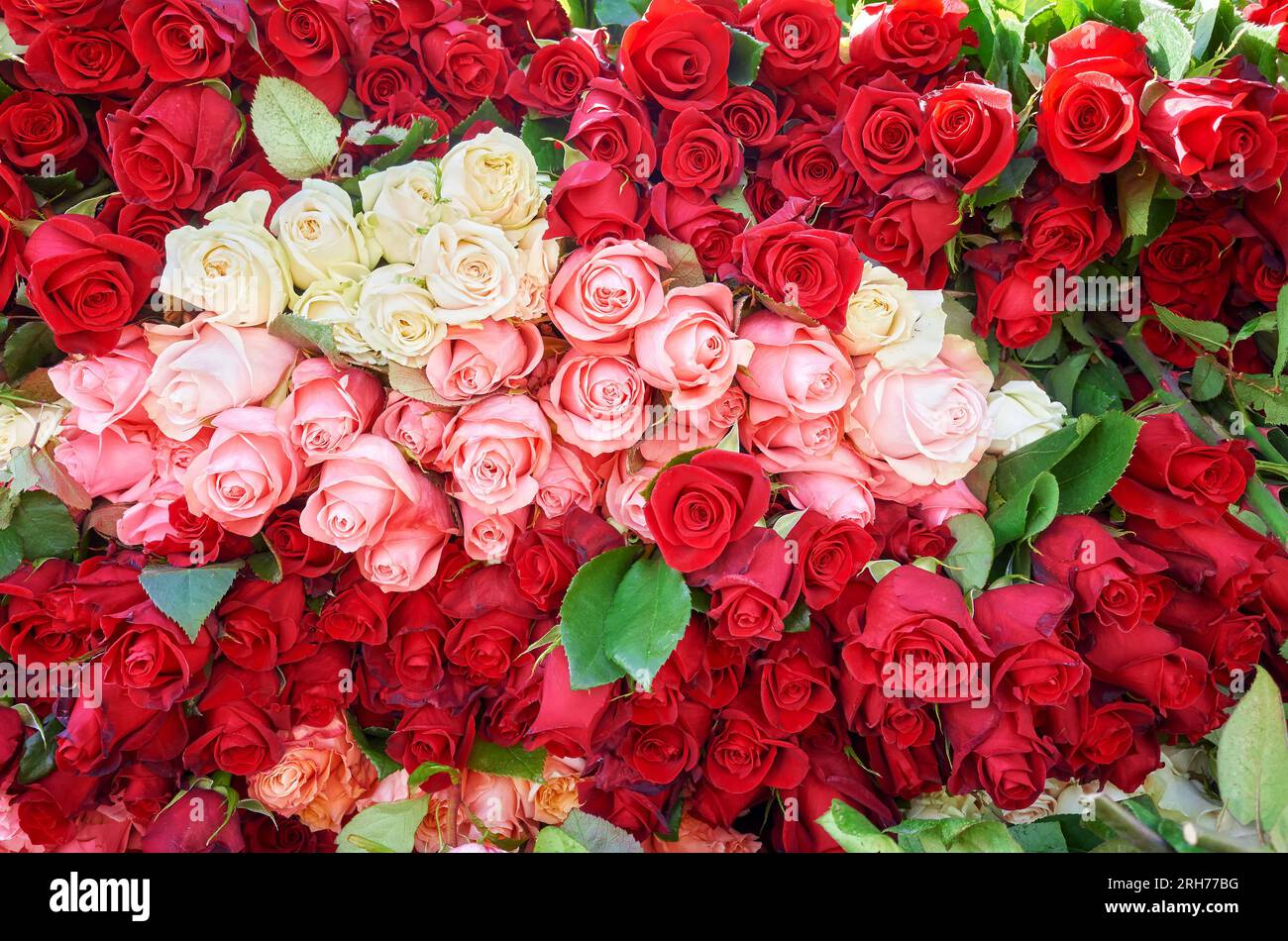 Pila di rose, sfondo naturale, concentrazione selettiva, Ecuador. Foto Stock