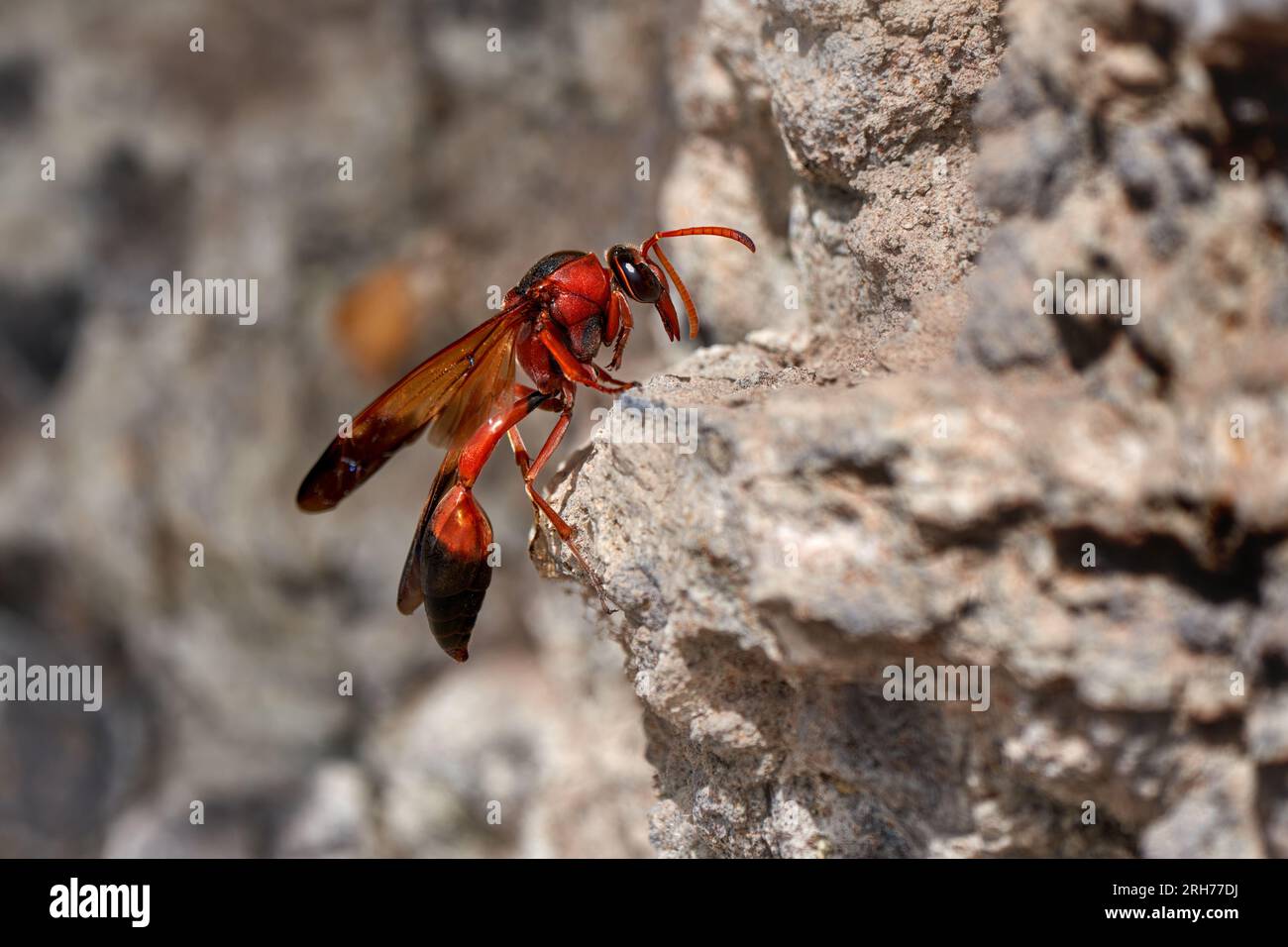 Vespa Red potter (Delta dimidiatipenne) femmina seduta su una roccia - Fuerteventura Foto Stock