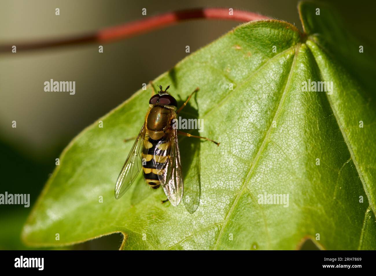 Primo piano di una vespa finta appoggiata sulla foglia verde. strisce gialle e nere Foto Stock