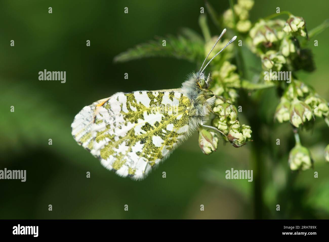 Farfalla seduta sul fiore verde. Foto Stock