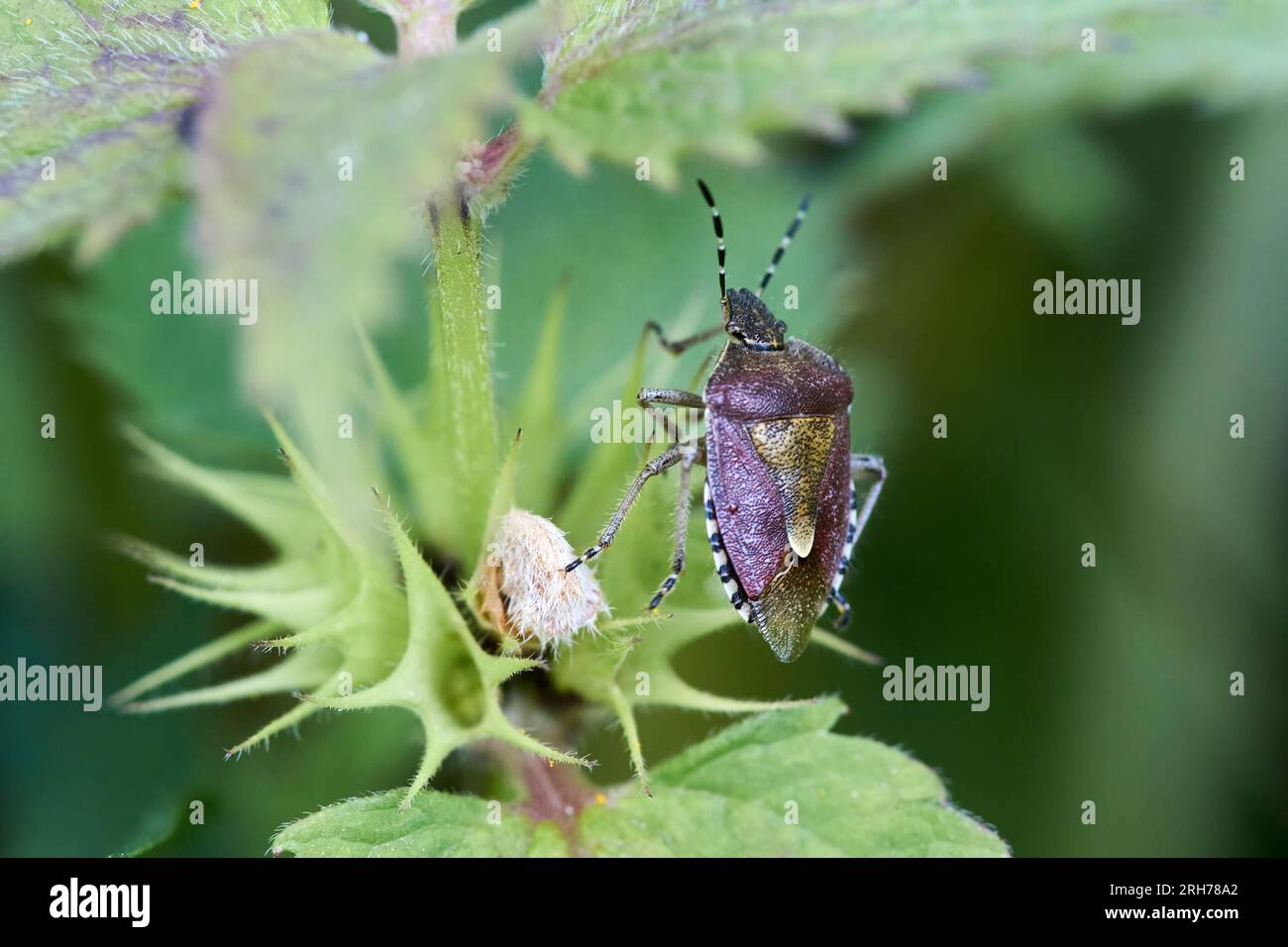 Dettaglio di Un Bug Shield o di un Bug Stink sulla foglia di ortica bianca Foto Stock