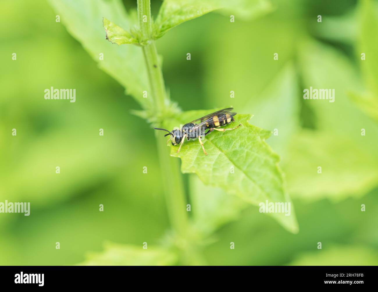 Digger Wasp ornato a riposo con coda (Cerceris rybyensis) Foto Stock