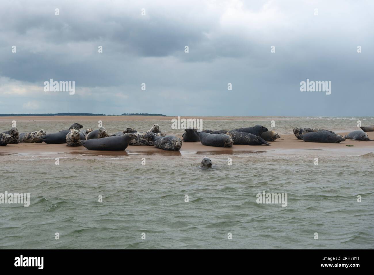 Foche grigie appoggiate sul banco di sabbia a Blakeney Point, Holt, North Norfolk, Inghilterra Foto Stock