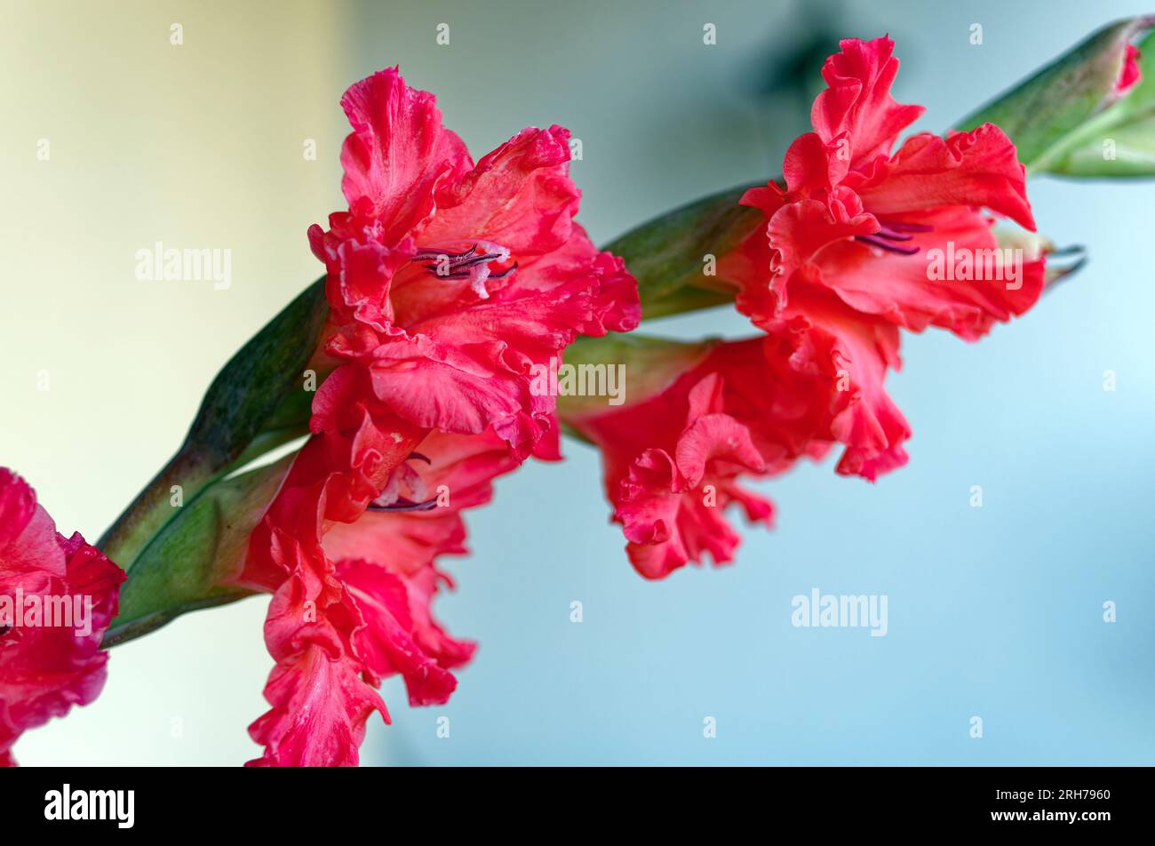 Primo piano dei Fiori Rossi del Gladiolo, tagliati Foto Stock