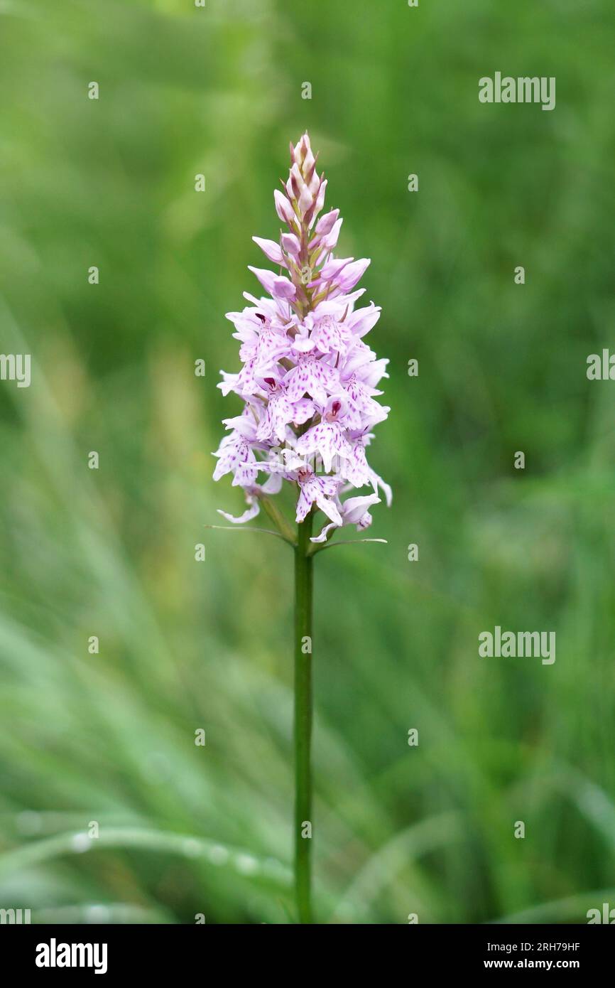 Bellissima orchidea rosa nel Regno Unito. Sfondo verde. Foto Stock