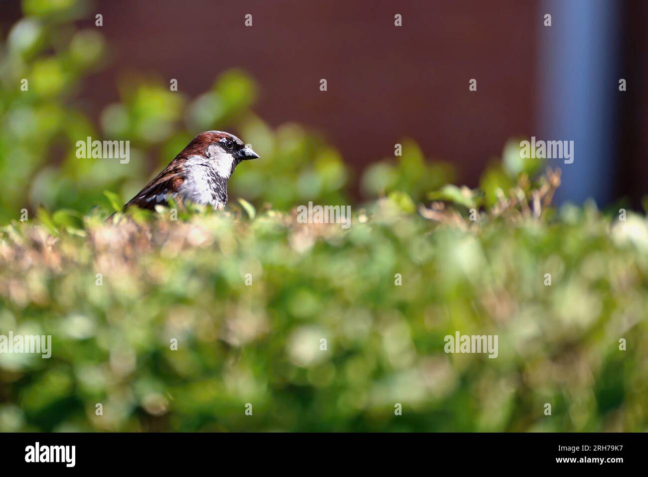 Passero della casa seduto sul cespuglio verde. Sfondo rosso. Foto Stock