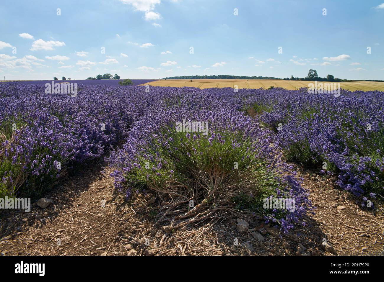 Campo di lavanda blu nelle Cotswolds. Giornata di sole con cielo blu. Foto Stock