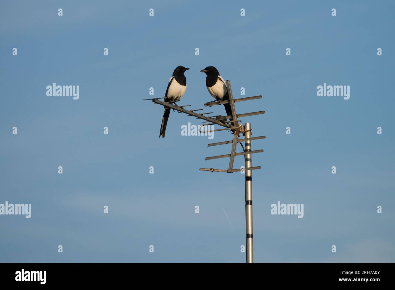 Due magpie nere e bianche sedute sull'antenna. Cielo blu sullo sfondo. Foto Stock