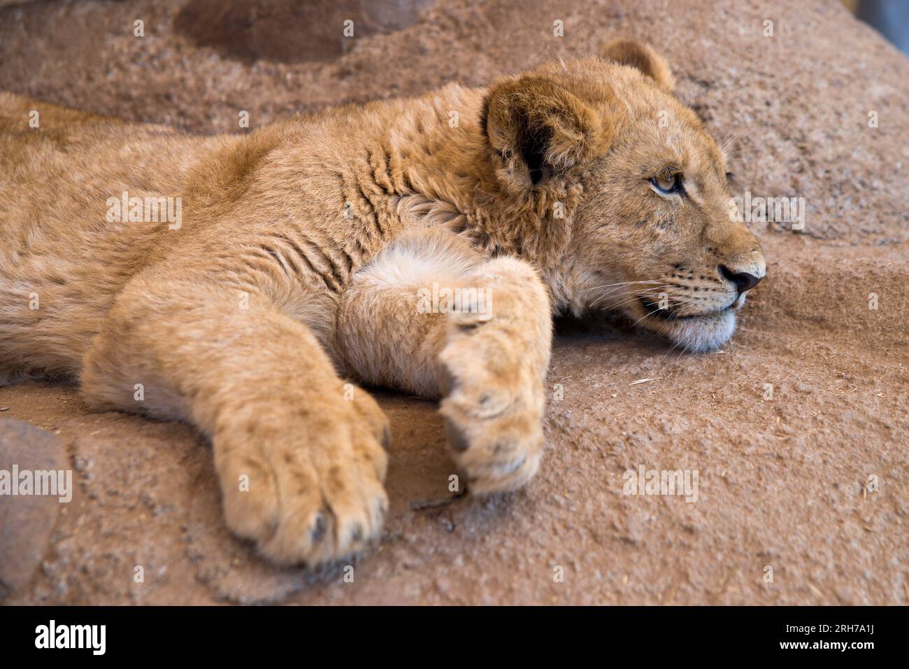 Grazioso cucciolo di leone che poggia sulla pietra in Sud Africa Foto Stock