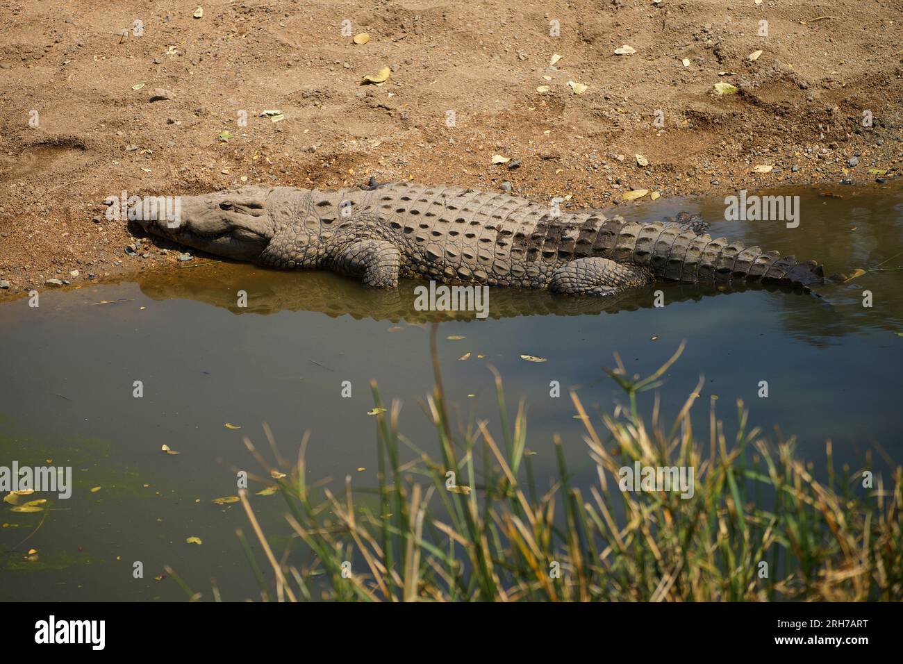 Coccodrillo nel fiume nel Parco Nazionale di Kruger in Sud Africa Foto Stock