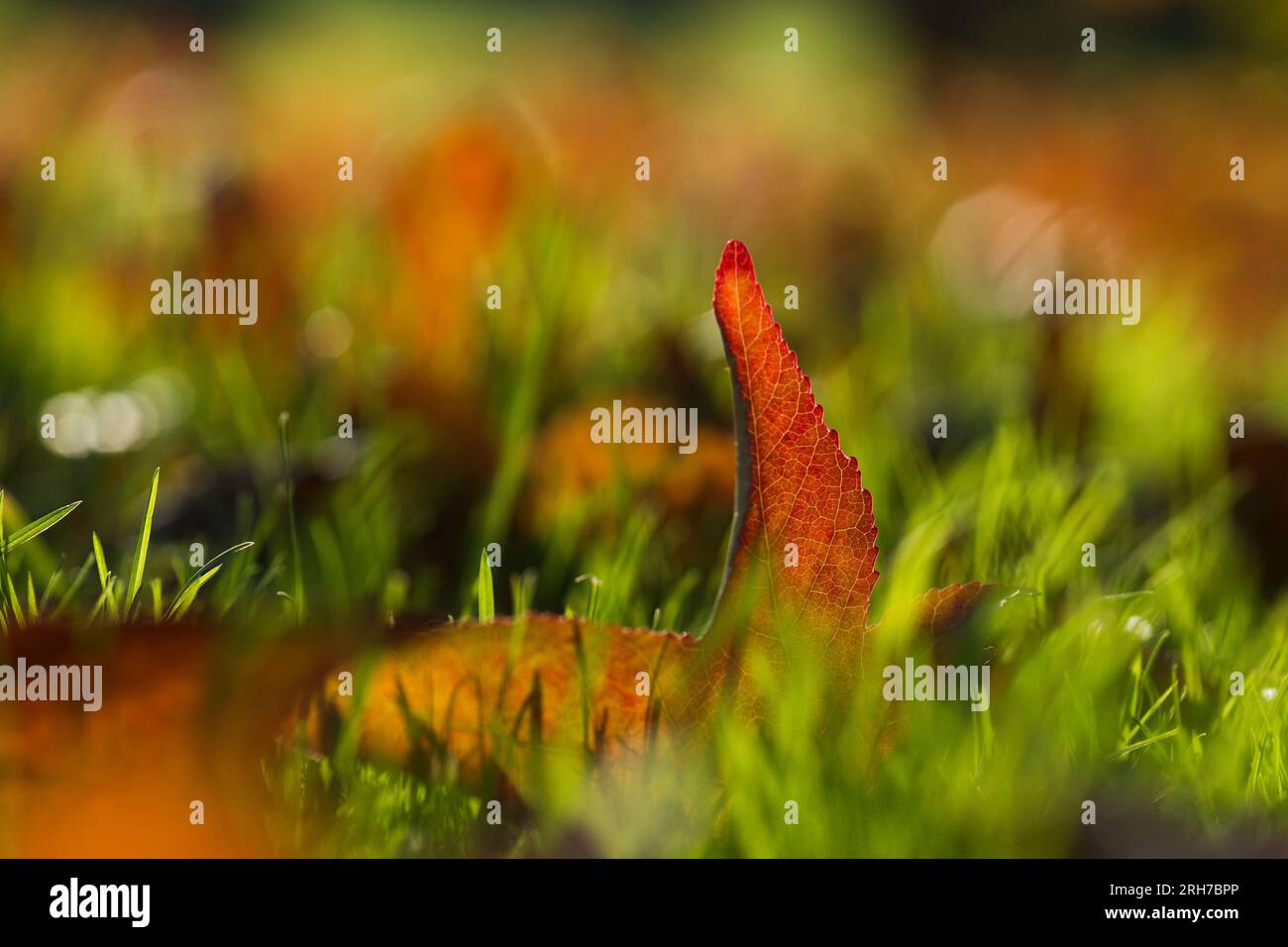 Foglie autunnali vivide. Focalizzata su una foglia rossa. Foto Stock