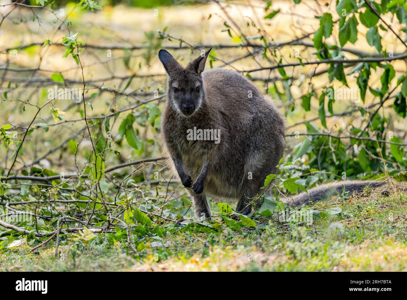 Un wallaby di Bennett o il canguro di Bennett Notamacropus rufogriseus cerca cibo tra rami rotti, zoo in Germania Foto Stock