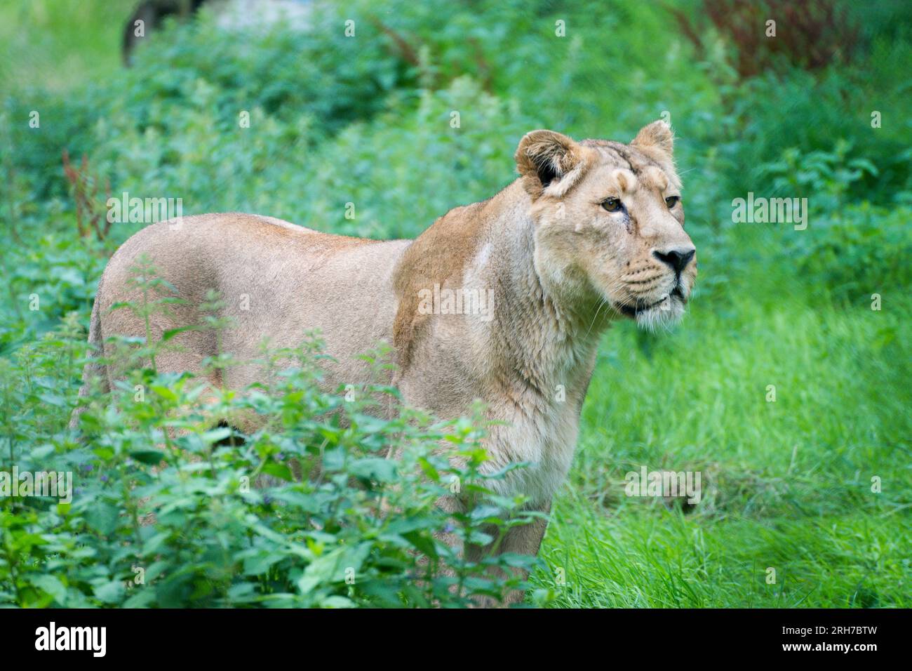 Leone femminile grazioso in agguato nell'erba, in attesa della sua preda. Foto Stock