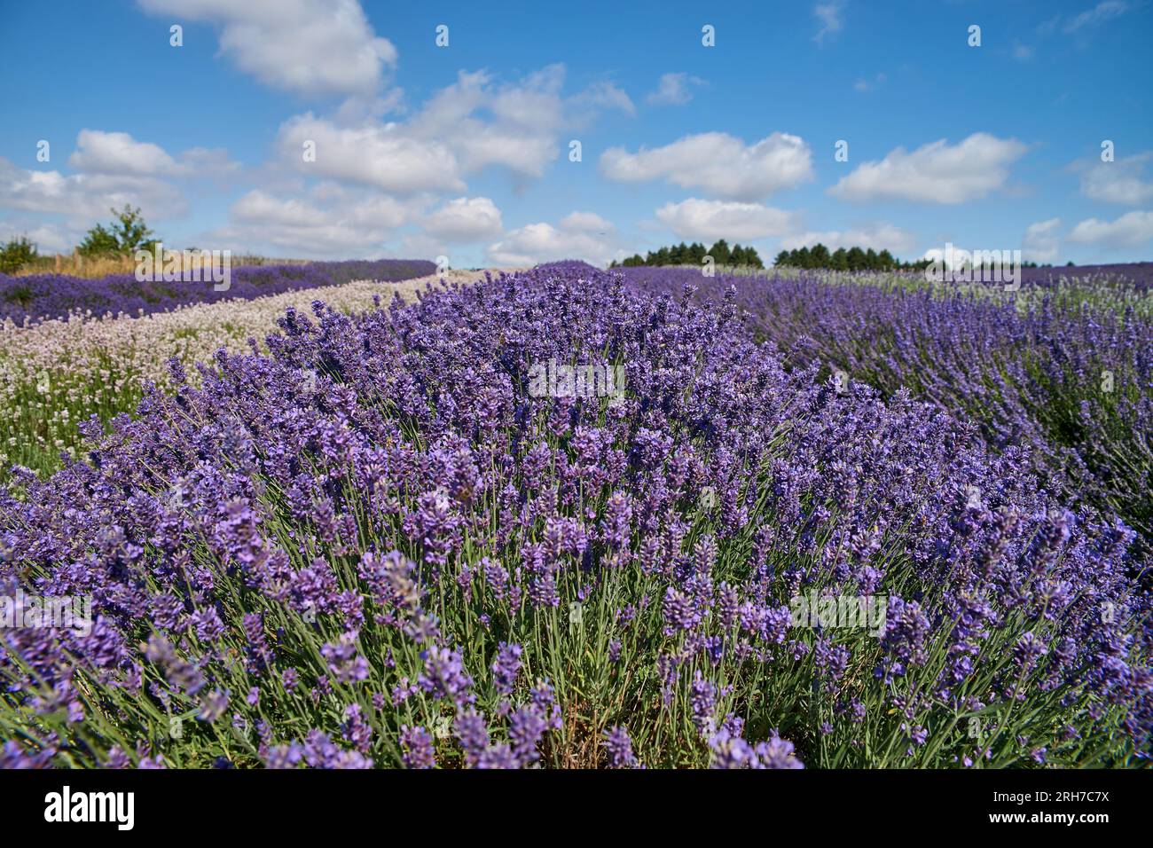 Campo di lavanda con sfumature di blu e viola diverse. Cielo nuvoloso blu a backgroud. Foto Stock