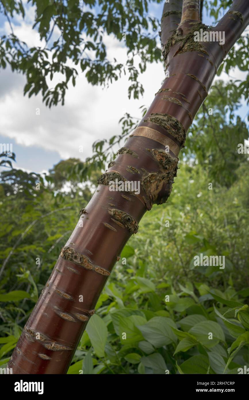 Il ciliegio tibetano Prunus Serrula ha una bella corteccia marrone cioccolato lucido Foto Stock