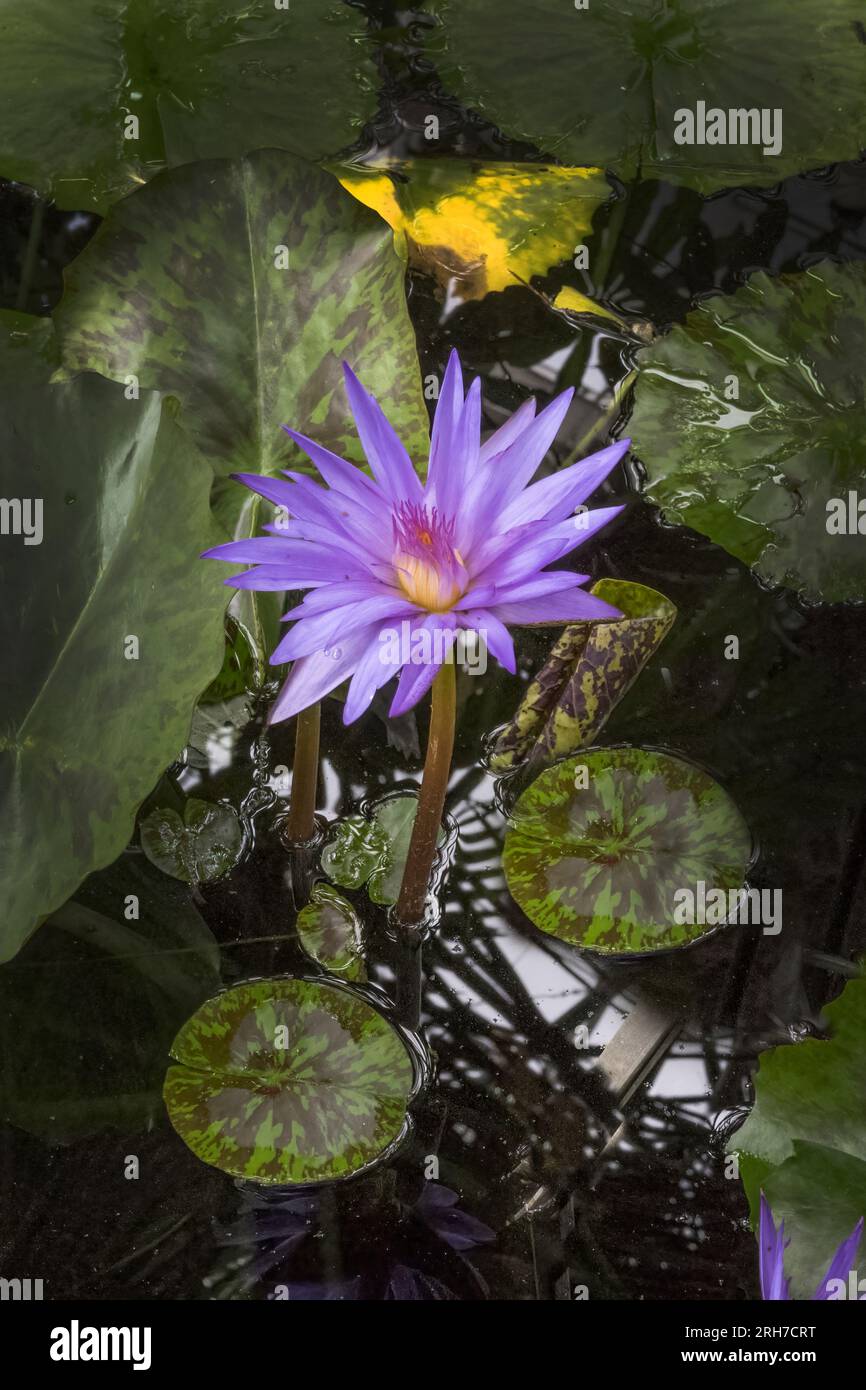 Stella del fiore di Zanzibar Nymphaee vive sopra e sotto la superficie di uno stagno ancora Foto Stock