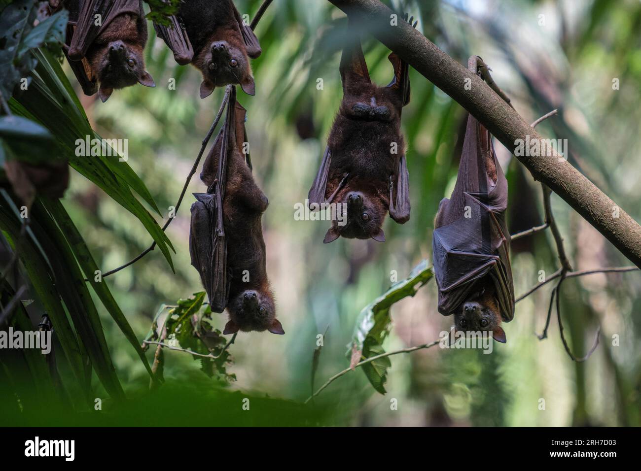 Pipistrelli di frutta nella foresta pluviale al Parco Nazionale Eungella, Queensland, Australia Foto Stock