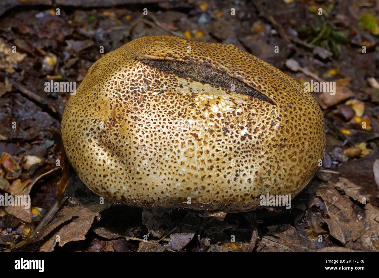 Lo scleroderma areolatum (Leopard Earthball) è un fungo di un gruppo noto come "sfere di terra". Si trova comunemente nelle foreste decidue, Foto Stock
