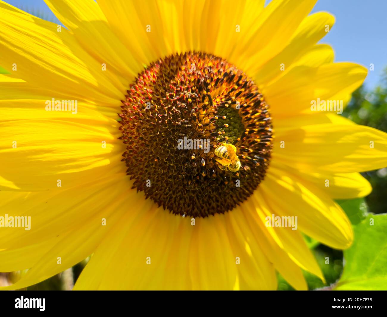 Miele che impollina il girasole giallo brillante in estate Foto Stock