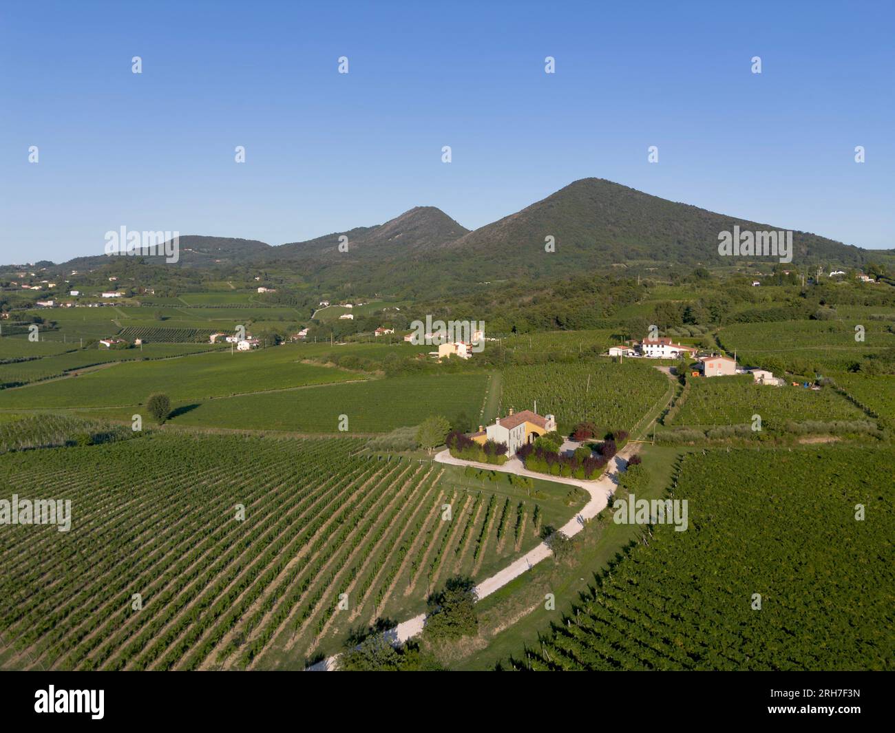 Campagna italiana paesaggio viticolo con filari di viti su dolci colline e verdi colline di montagna sullo sfondo con cielo azzurro dei Colli Euganei Foto Stock