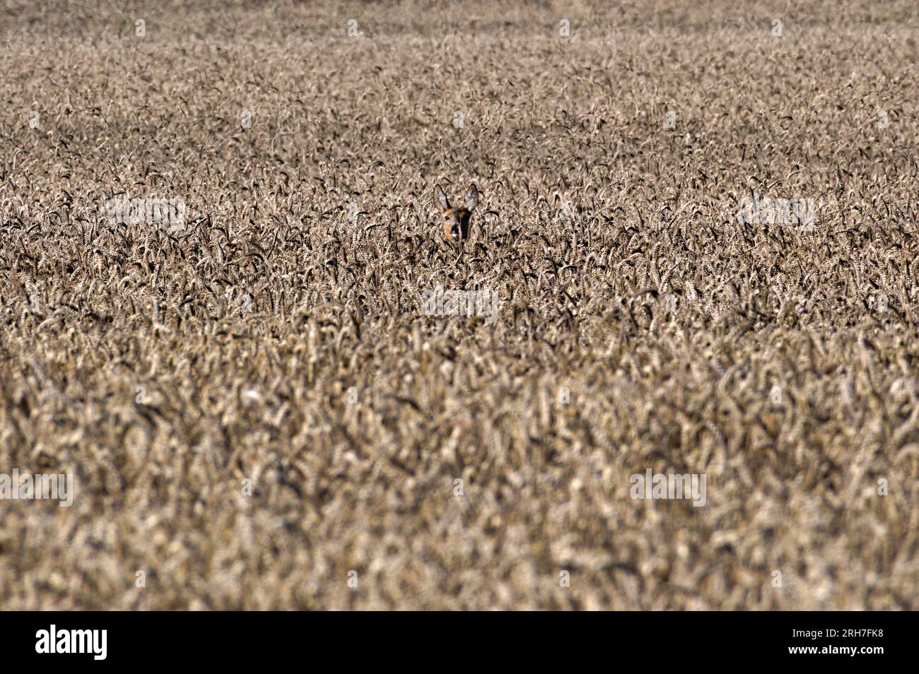 Capreolus capreolus, noto anche come capriolo europeo, è nascosto nel campo di segale e guarda il fotografo. Mattina d'estate, natura della repubblica Ceca. Foto Stock